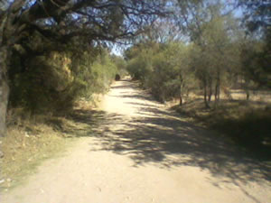 Camino al jardín