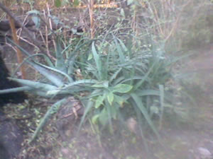 Jardines de aloes