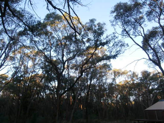Gum Trees